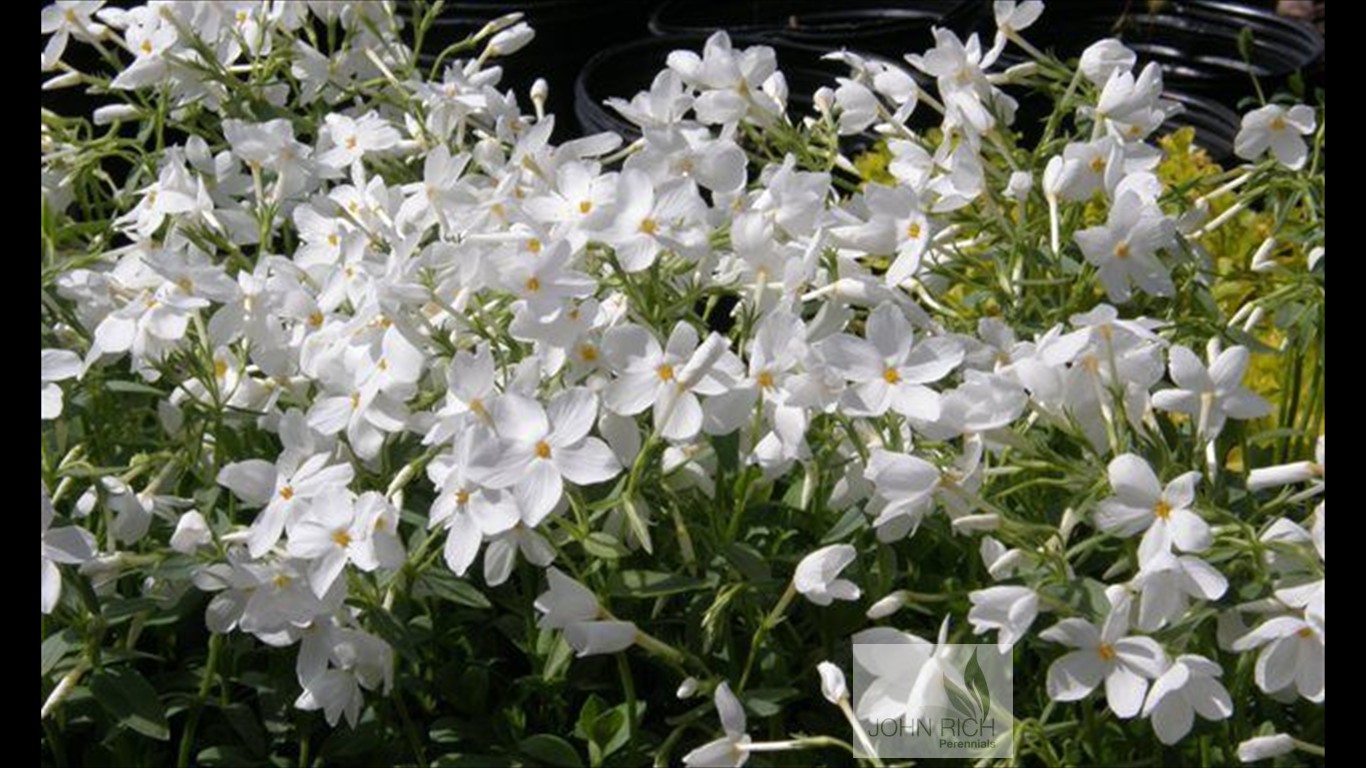 Phlox stolonifera 'Bruce's White'