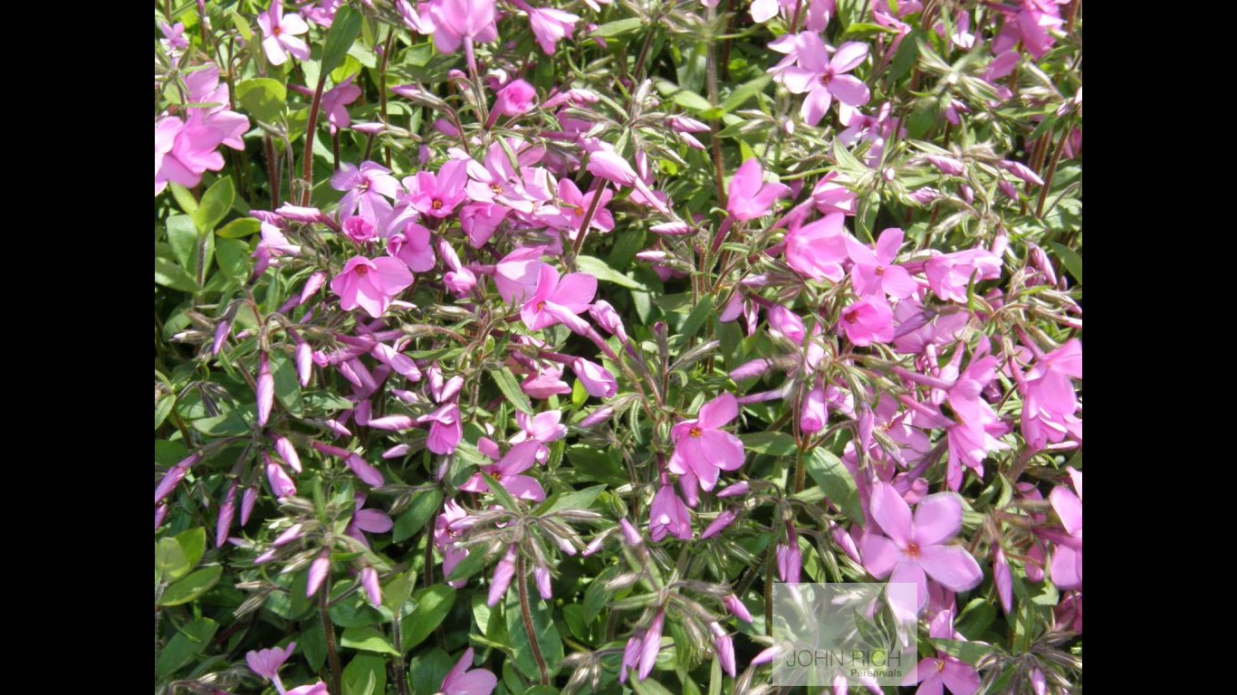 Phlox stolonifera 'Homefires'