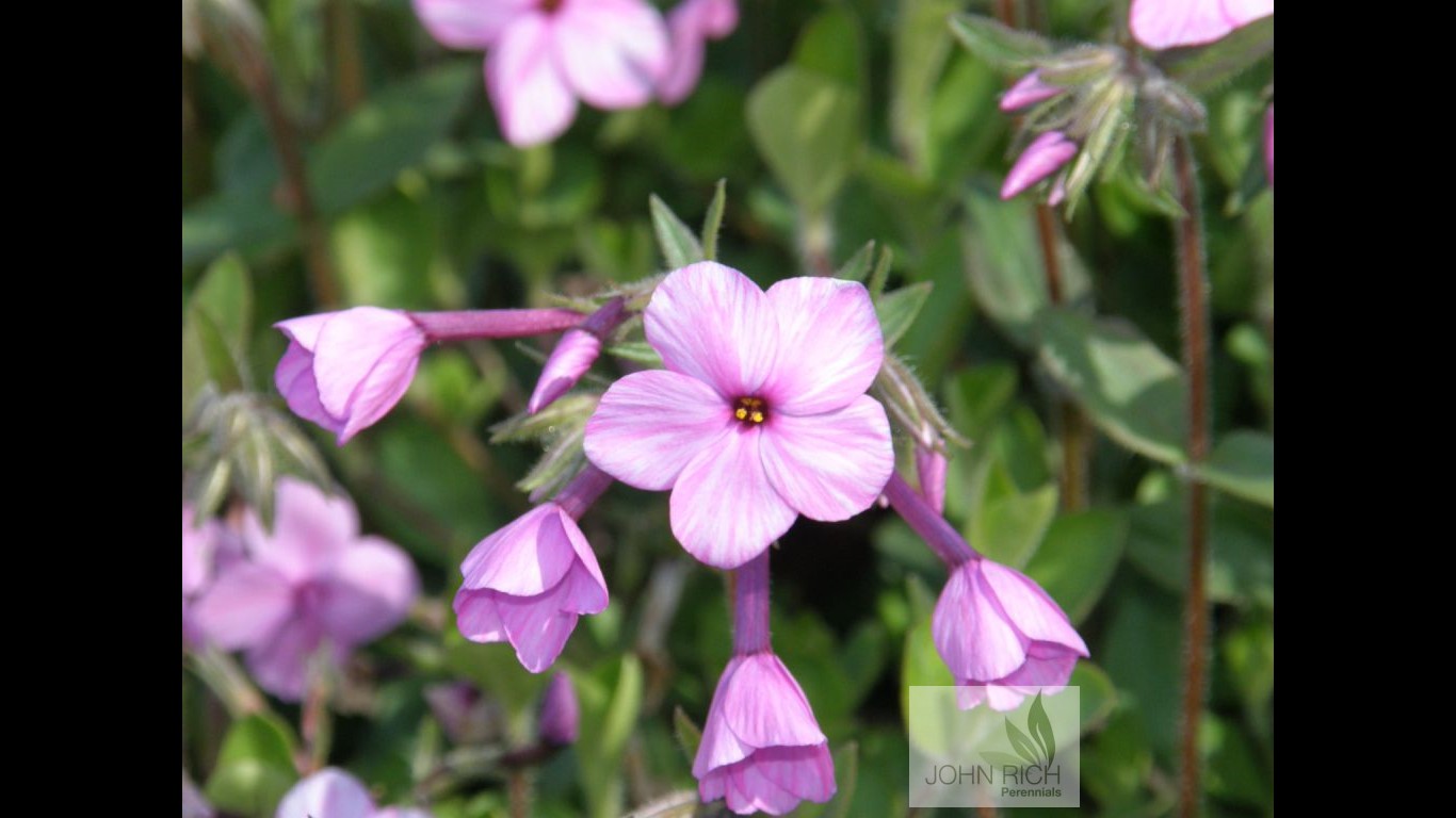 Phlox stolonifera 'Pink Ridge'