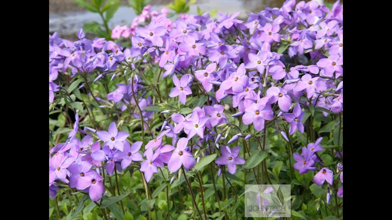 Phlox stolonifera 'Sherwood Purple'