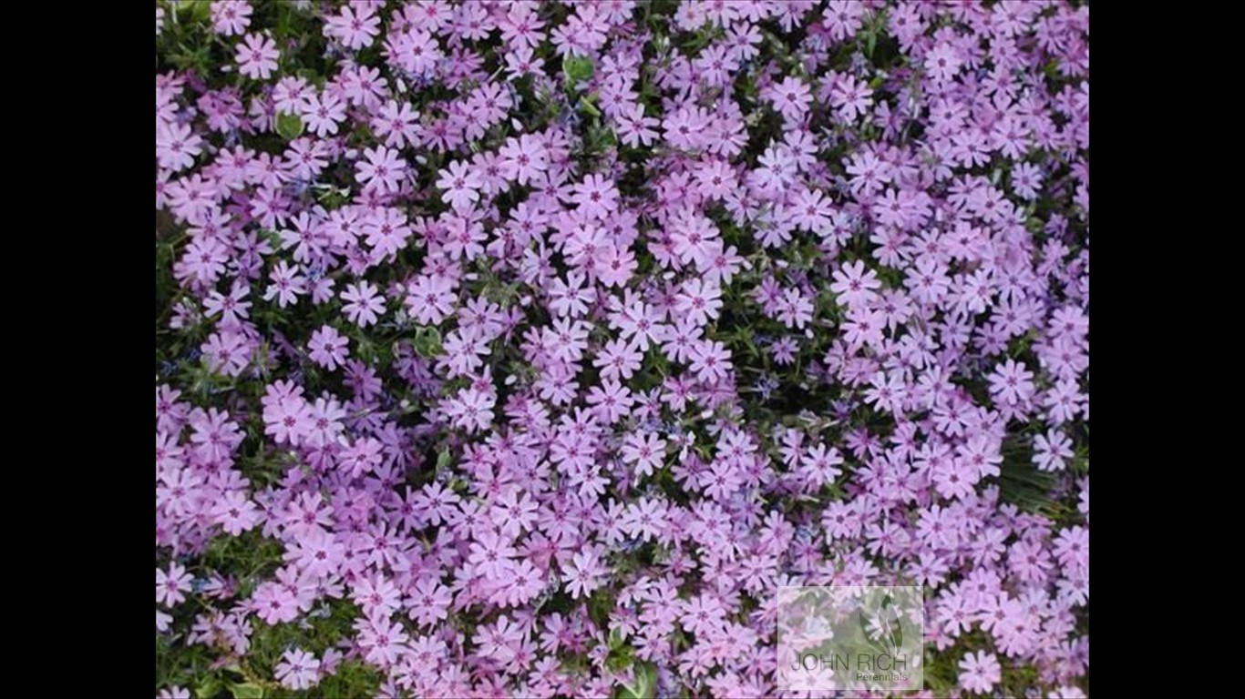 Phlox subulata 'Fort Hill'