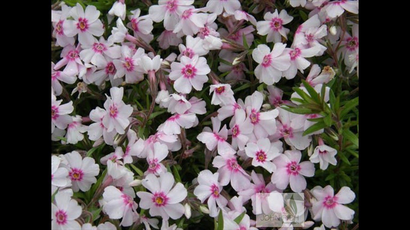 Phlox subulata 'Coral Eyes'