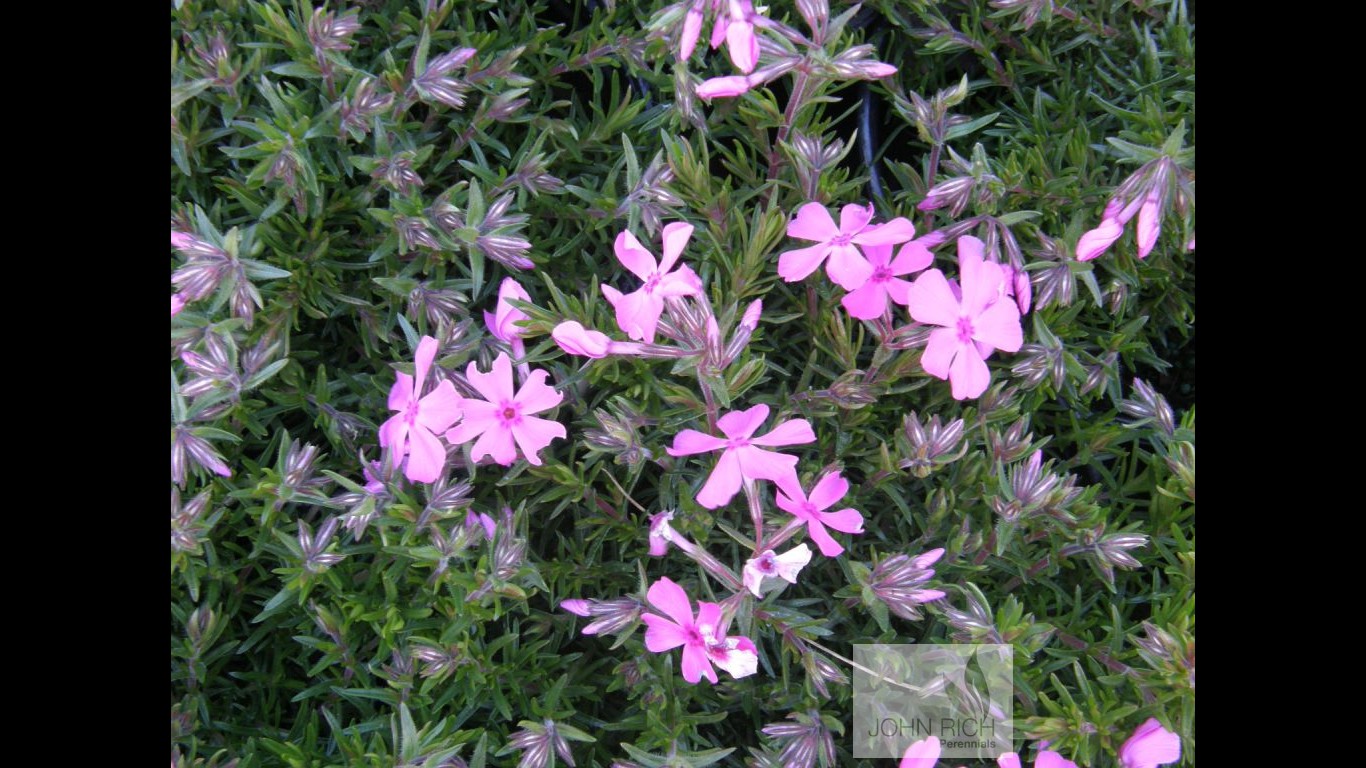 Phlox subulata 'Drummon's Pink'