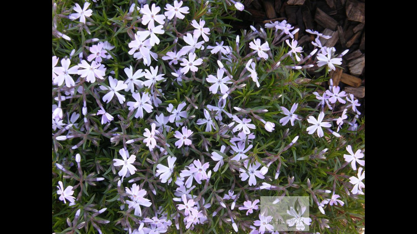 Phlox subulata 'Emerald Blue'