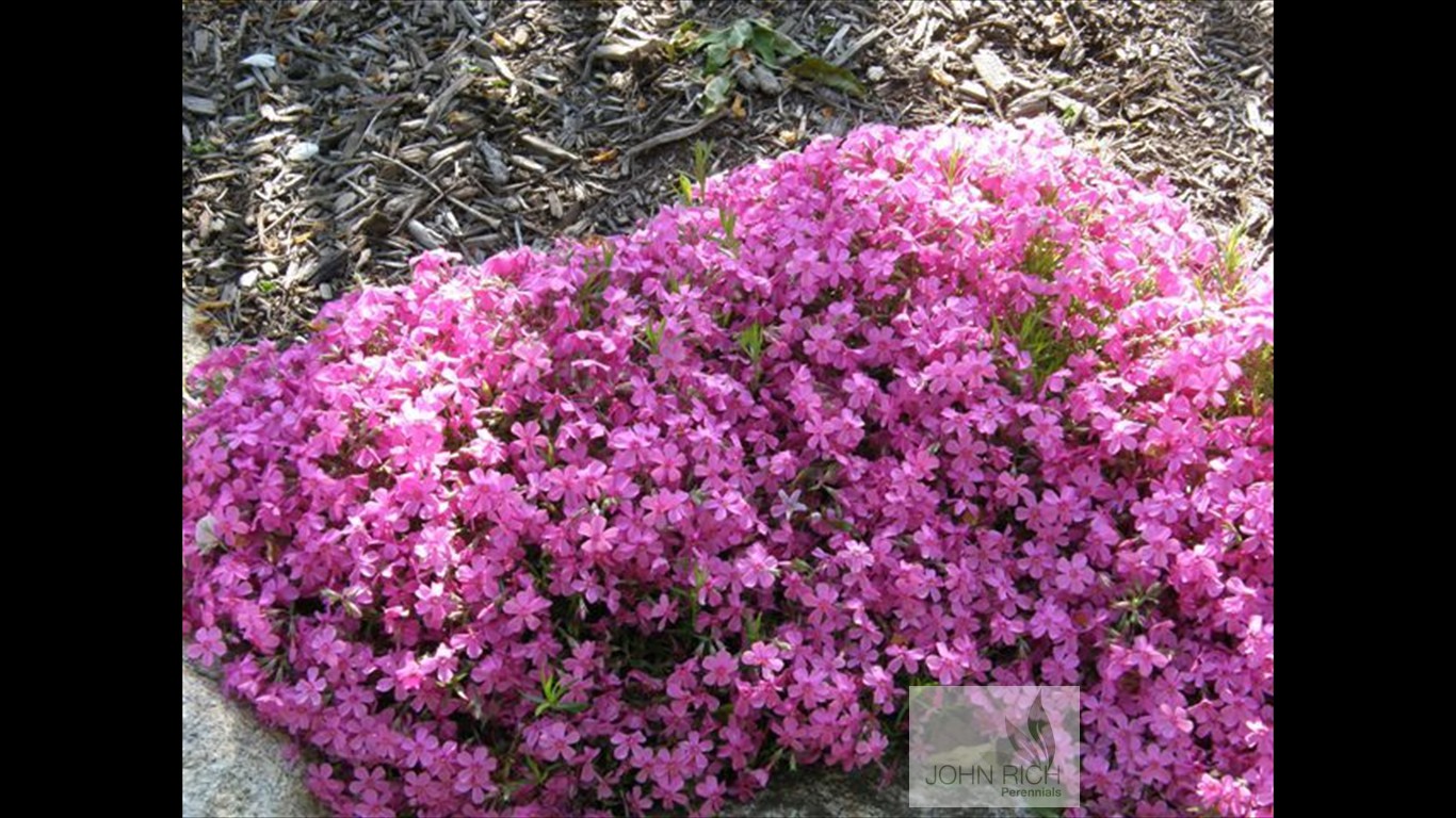 Phlox subulata 'Millstream Daphne'