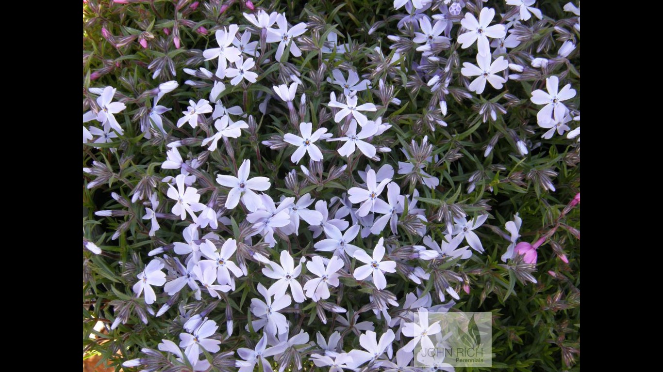 Phlox subulata 'Oakington Blue'