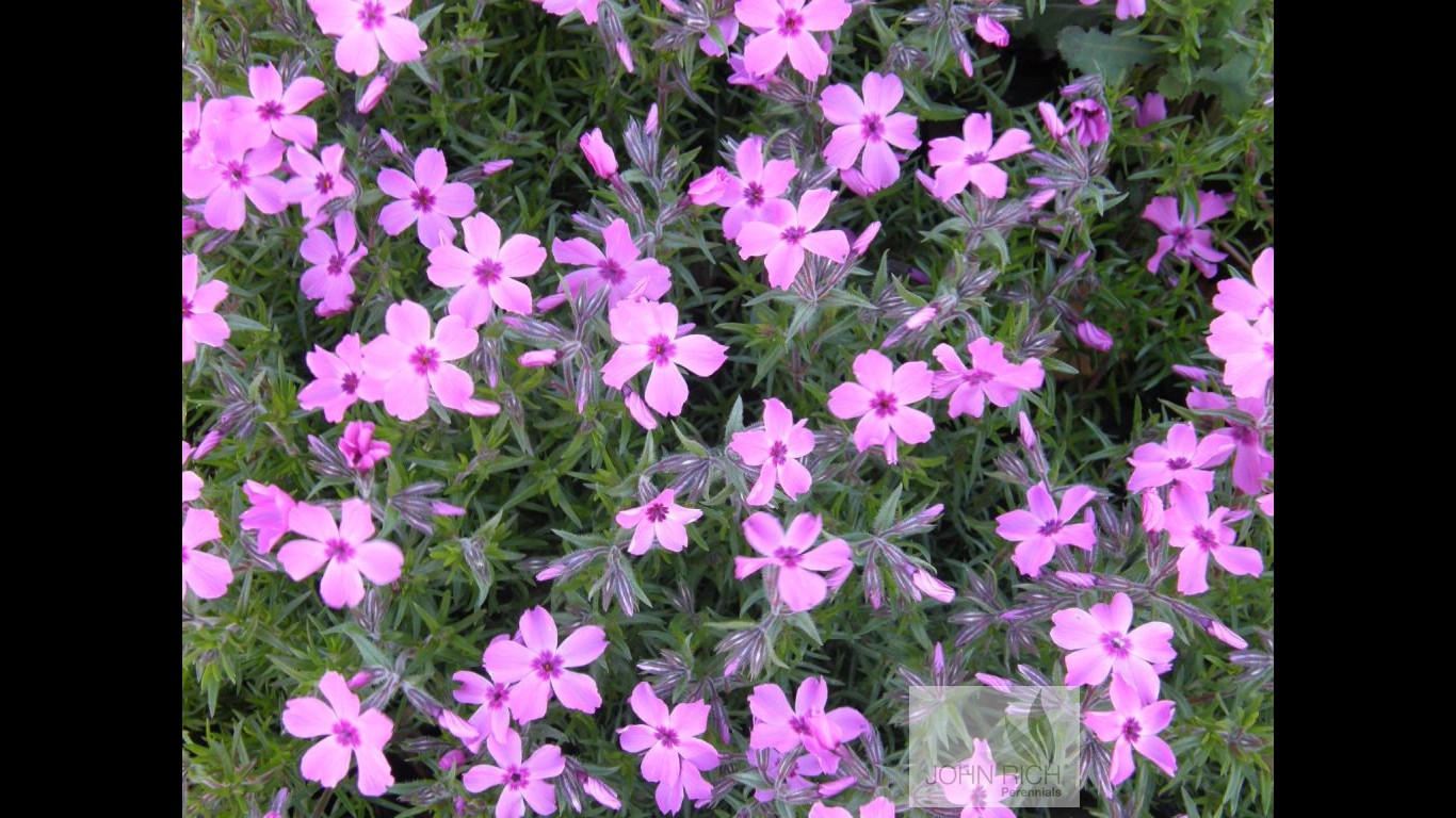 Phlox subulata 'Redwings'