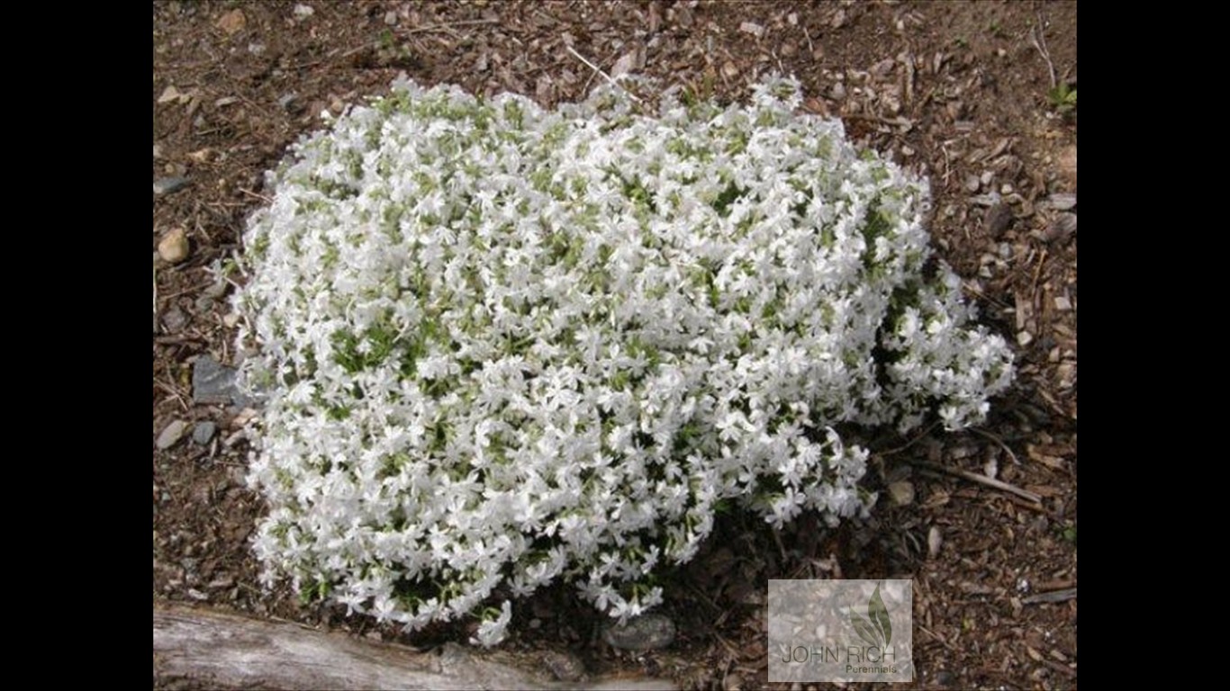 Phlox subulata 'Snowflake'