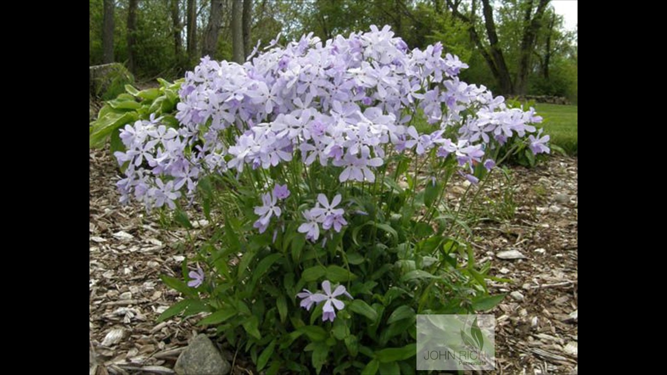 Phlox x  'Blue Perfume'