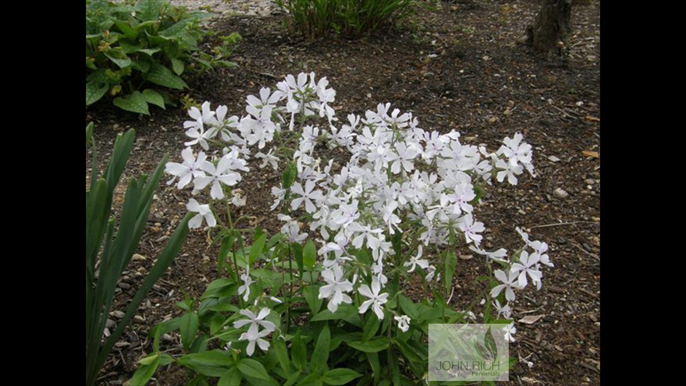 Phlox x 'White Perfume'