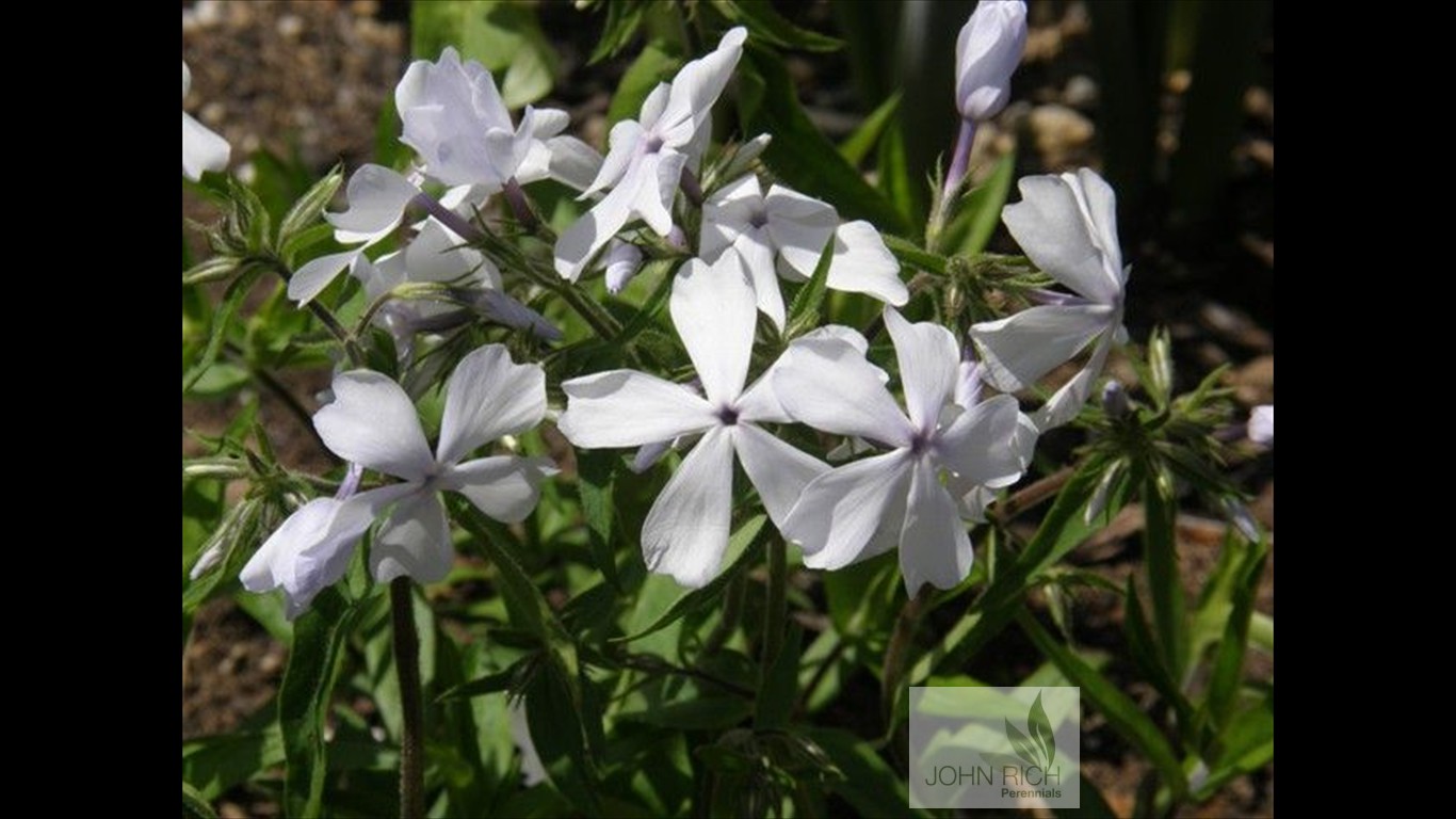 Phlox x 'White Perfume'