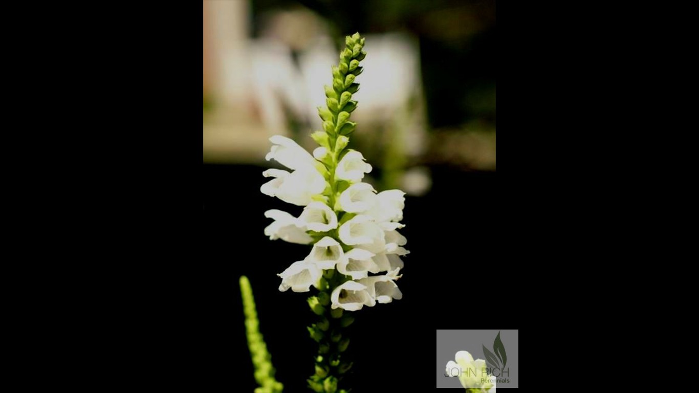 Physostegia virginiana 'Miss Manners'