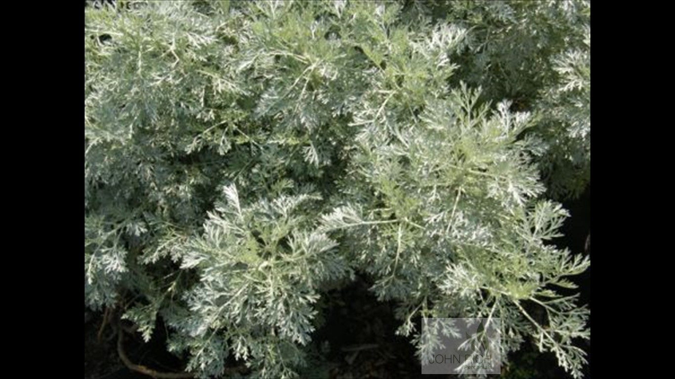 Artemisia 'Powis Castle'