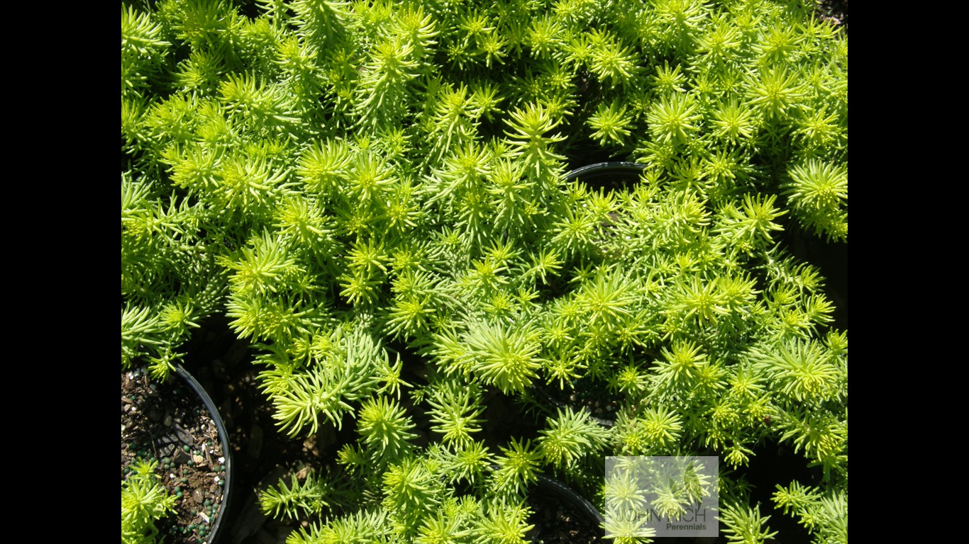 Sedum rupestre 'Prima Angelina'