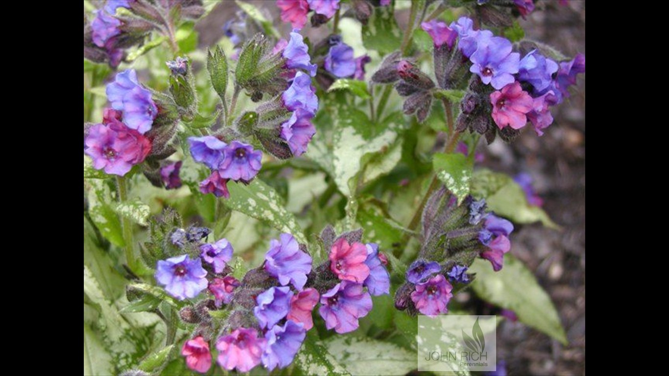 Pulmonaria 'Smokey Blue'