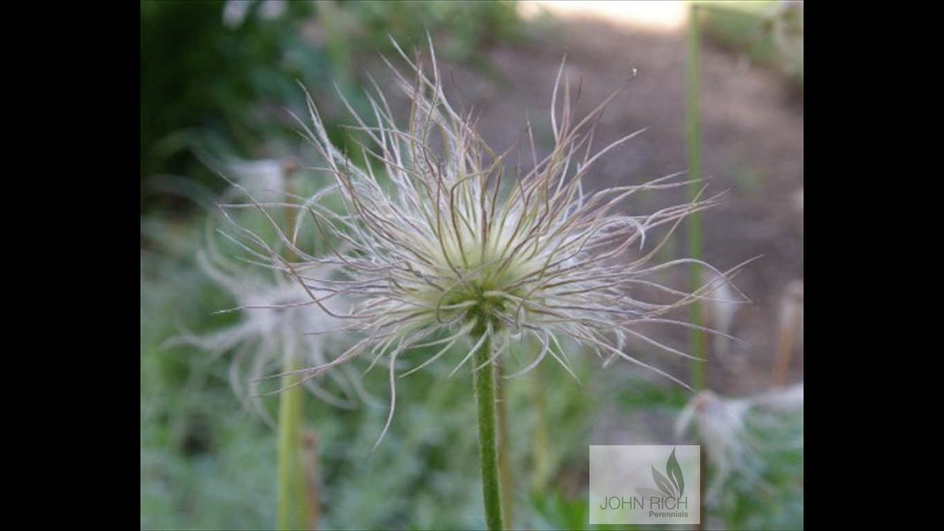 Pulsatilla vulgaris