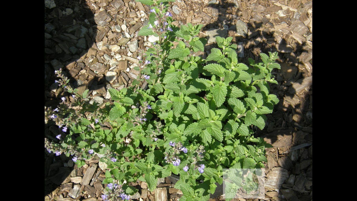 Nepeta 'Purrsian Blue'