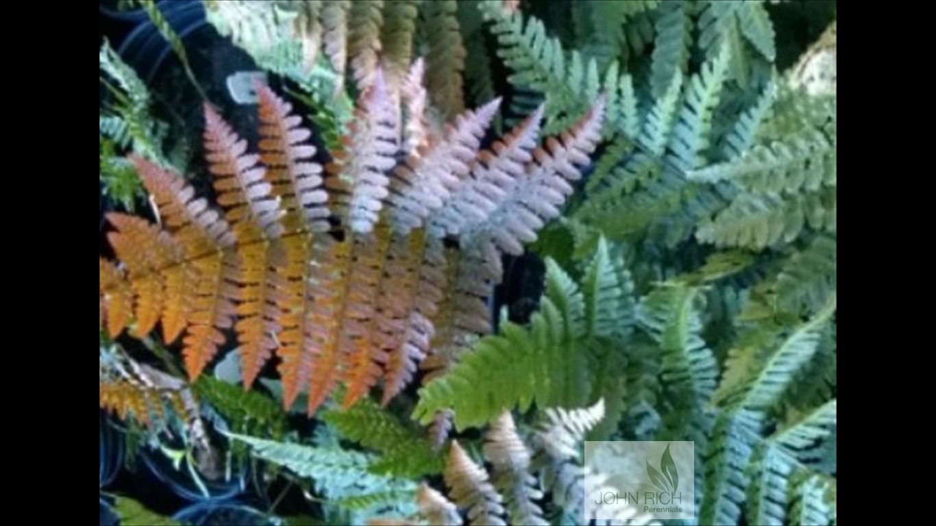 Dryopteris erythrosora 'Radiance'