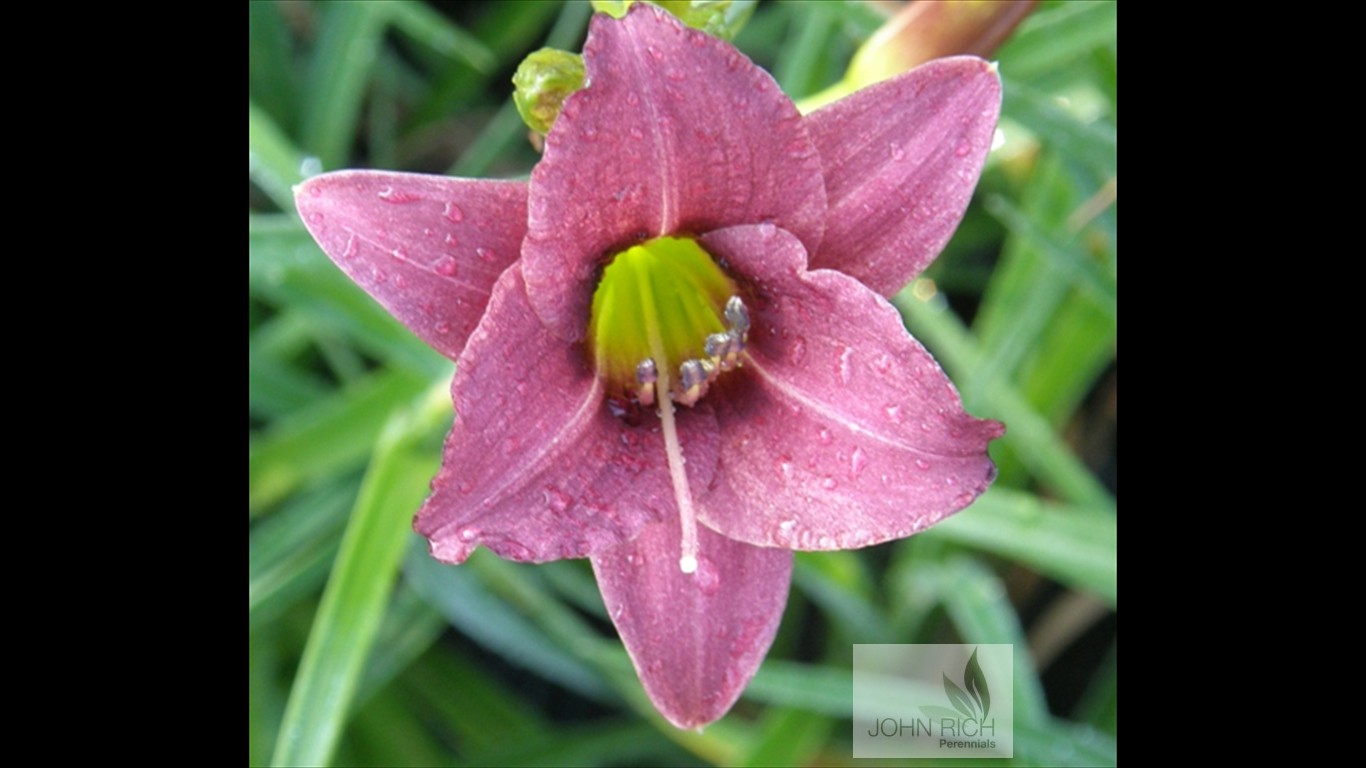 Hemerocallis 'Raspberry  Pixie'