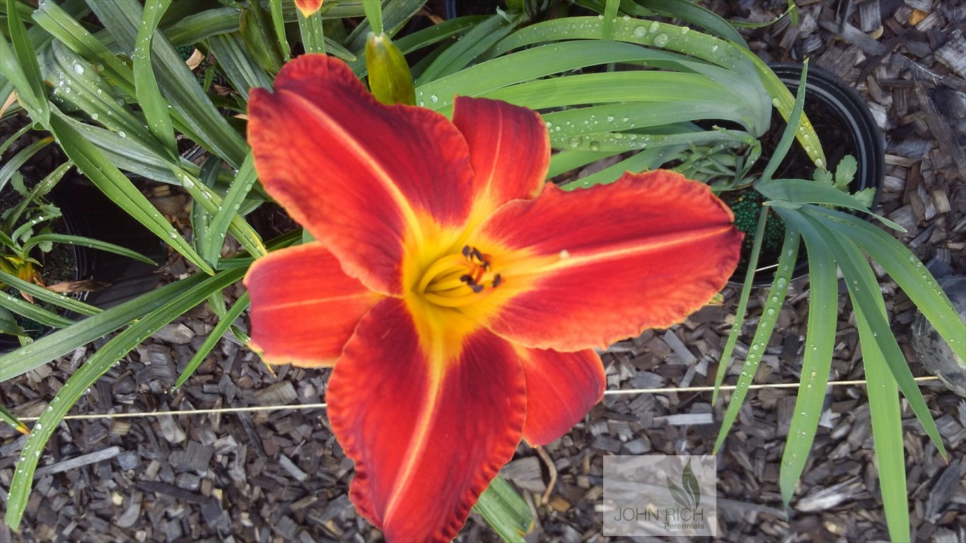 Hemerocallis 'Red Select'