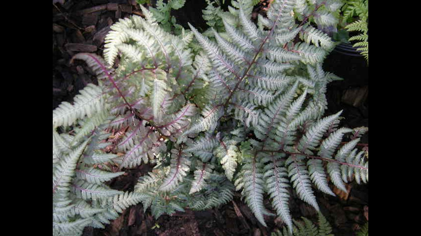 Athyrium niponicum 'Regal Red'