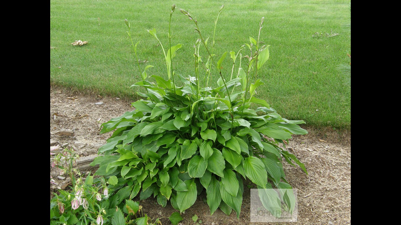 Hosta 'Royal Standard'