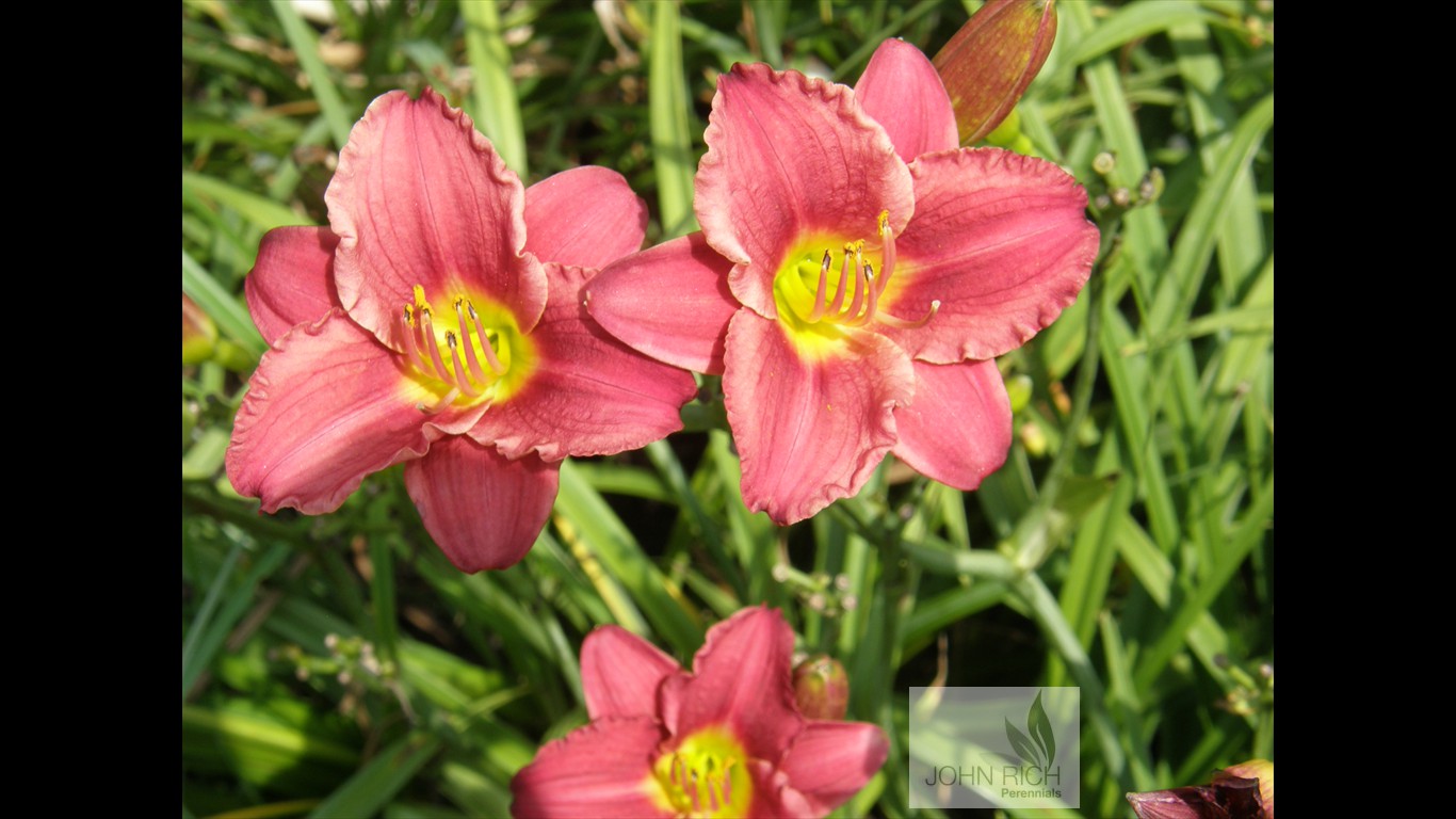 Hemerocallis 'Ruby Stella'