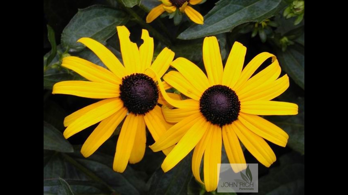 Rudbeckia fulgida 'Goldsturm'