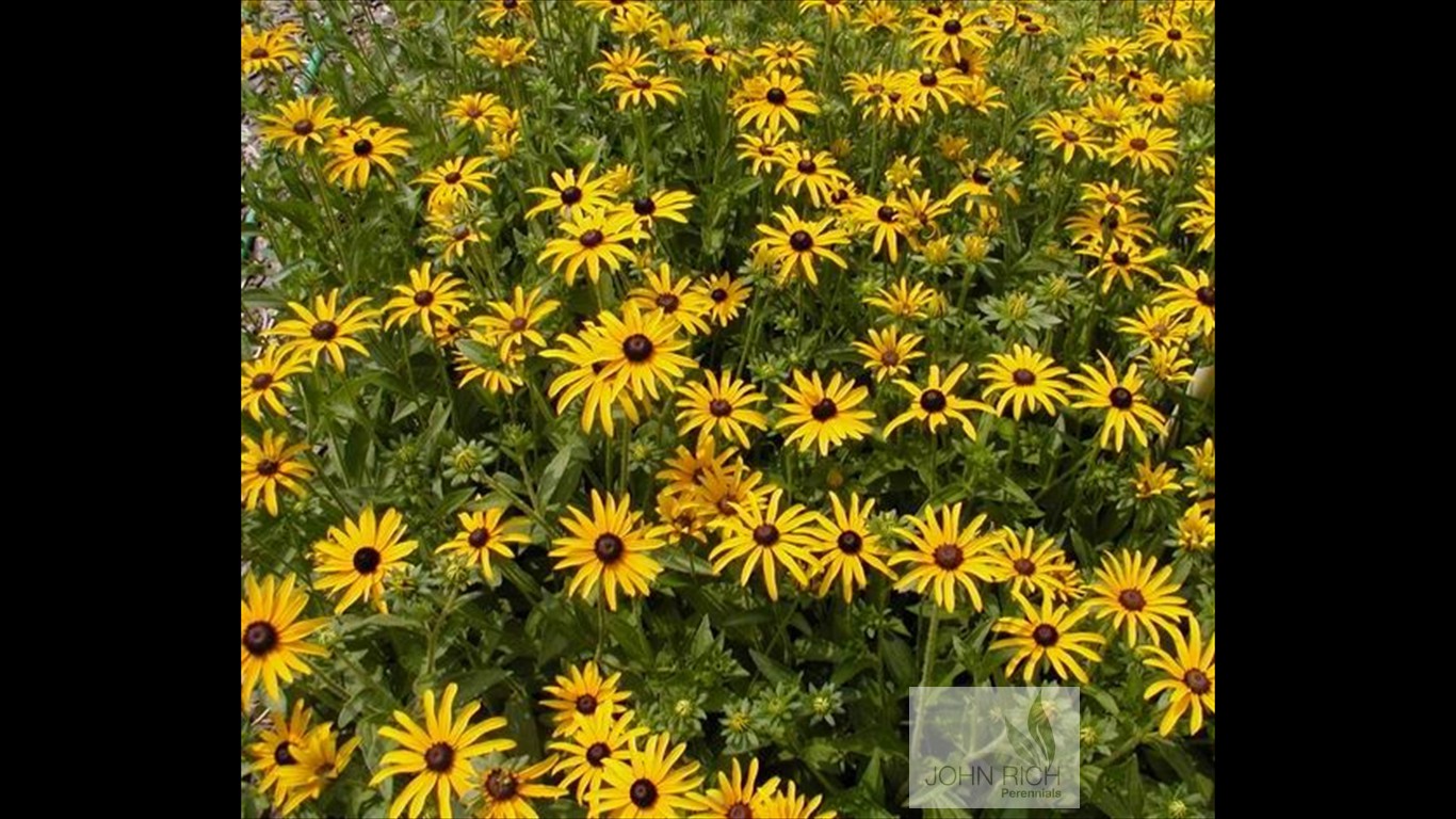 Rudbeckia fulgida var 'Deamii'