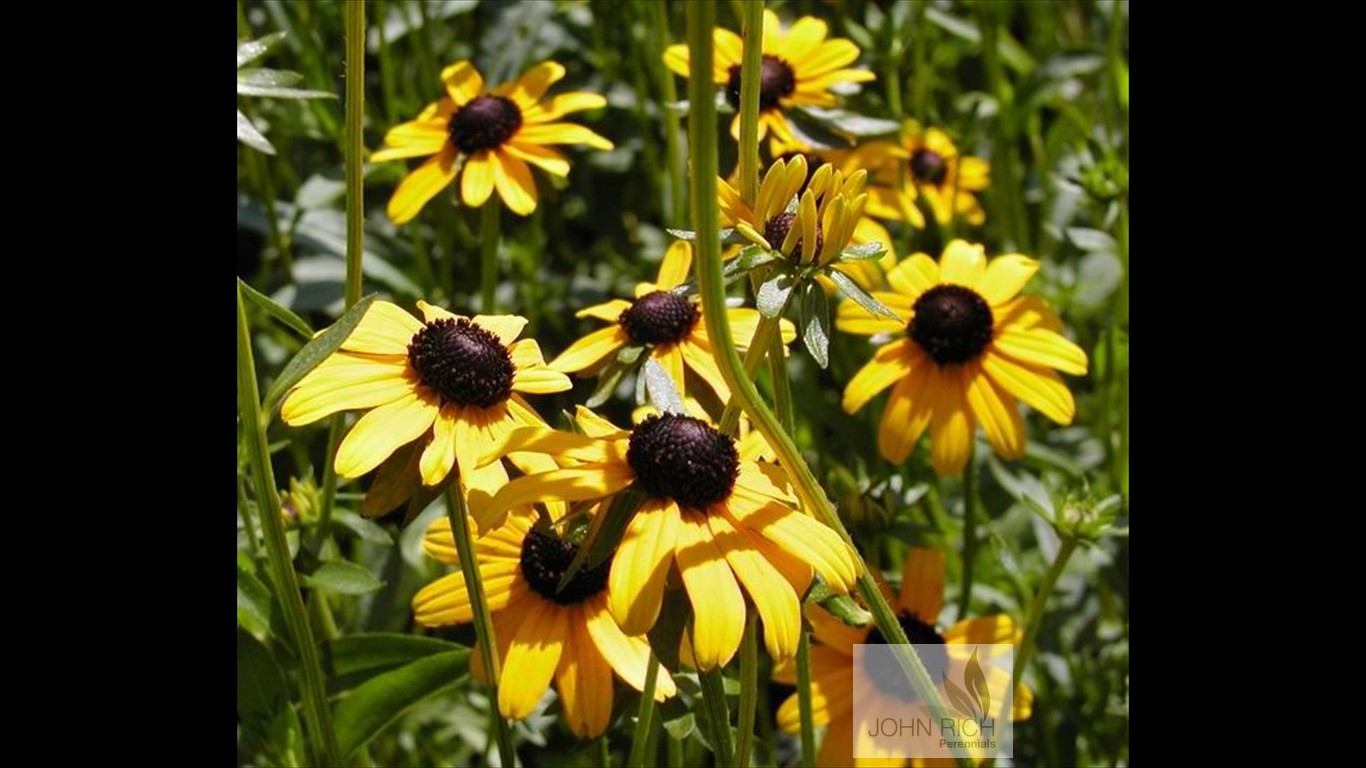 Rudbeckia fulgida var fulgida