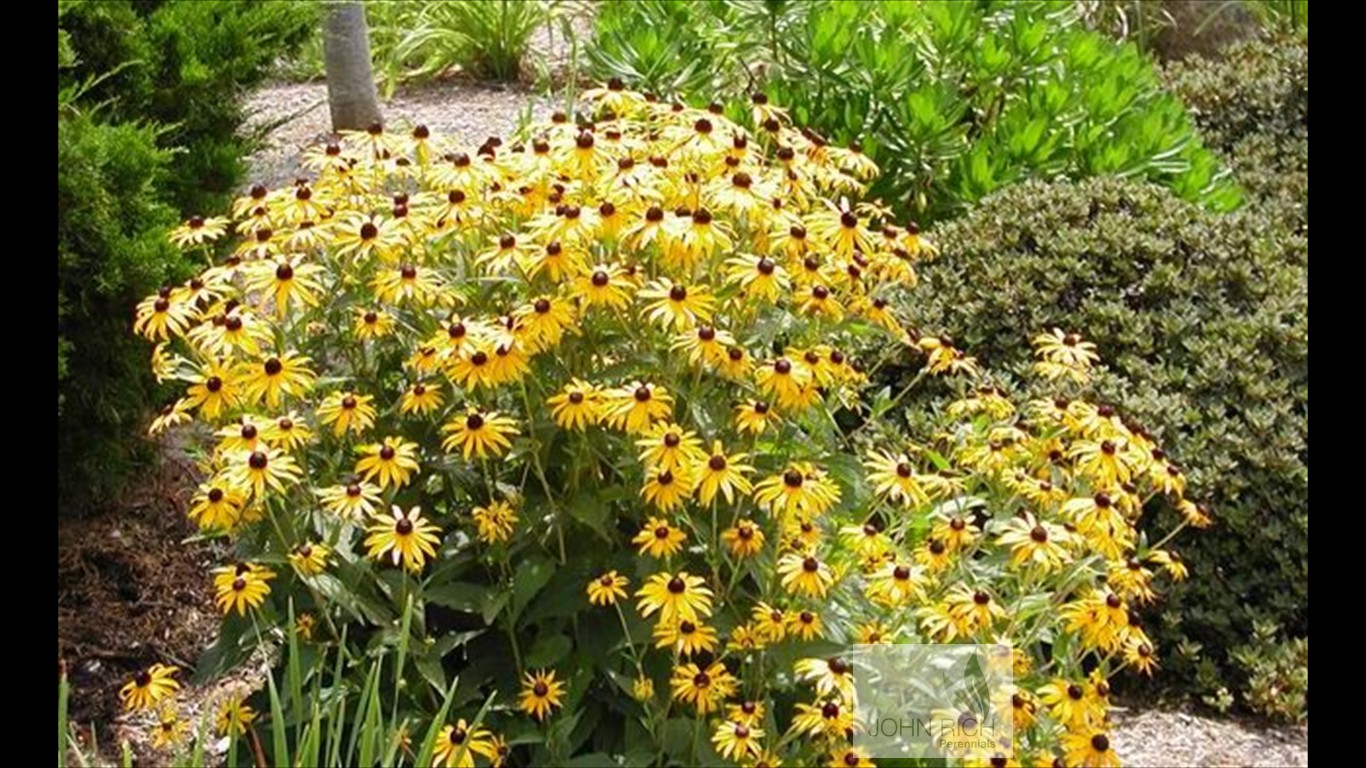 Rudbeckia fulgida 'Goldsturm'