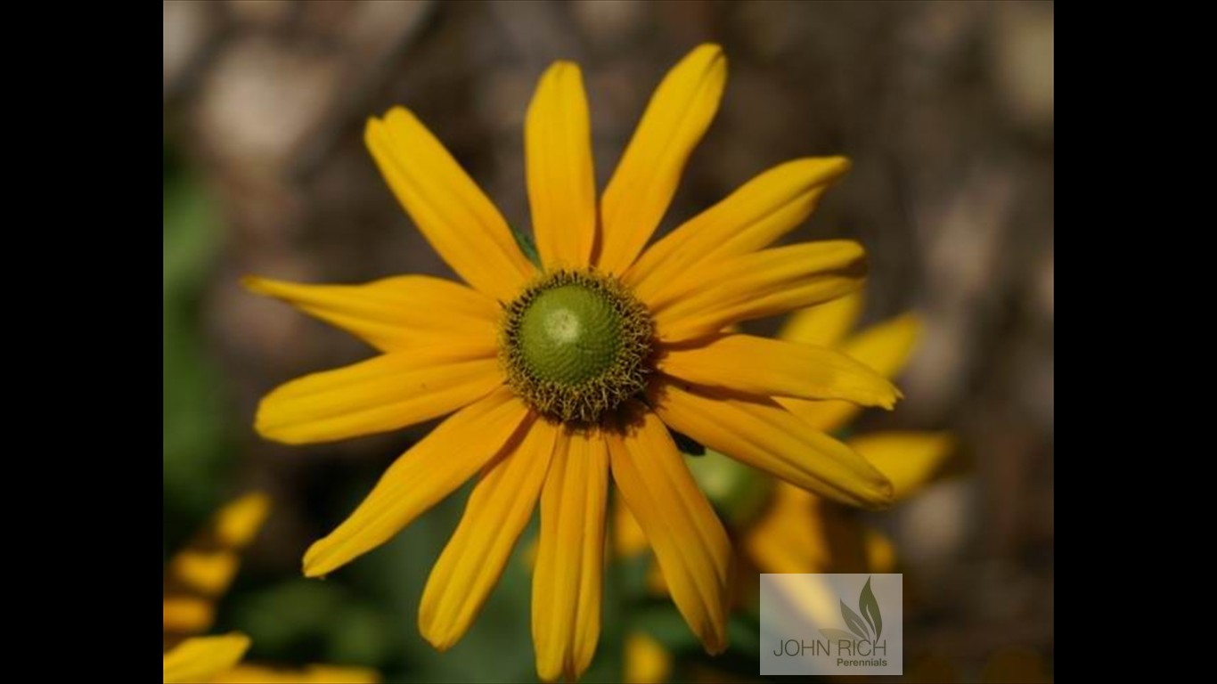 Rudbeckia gloriosa 'Irish Eyes'