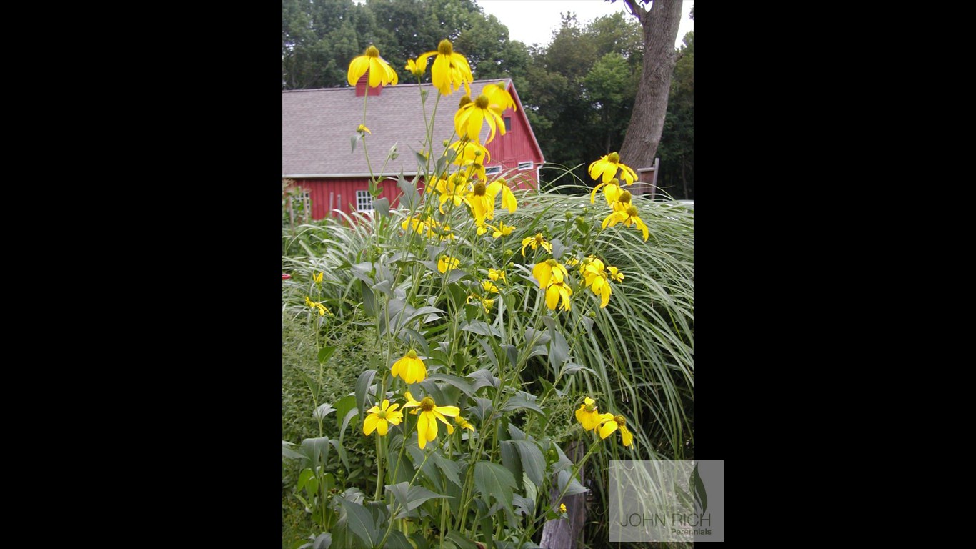 Rudbeckia nitida 'Herbstonne'