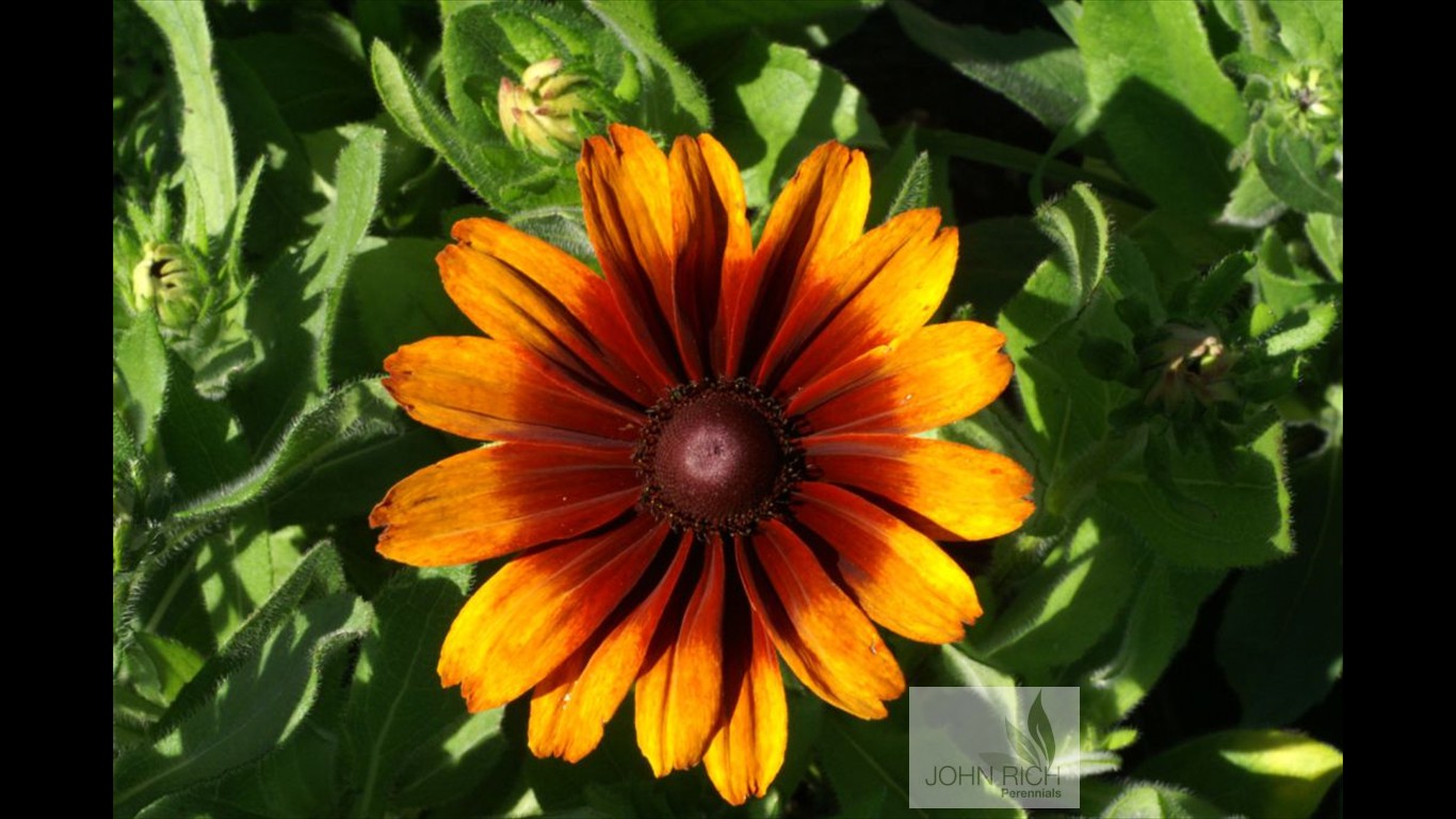 Rudbeckia hirta 'Cappucino'