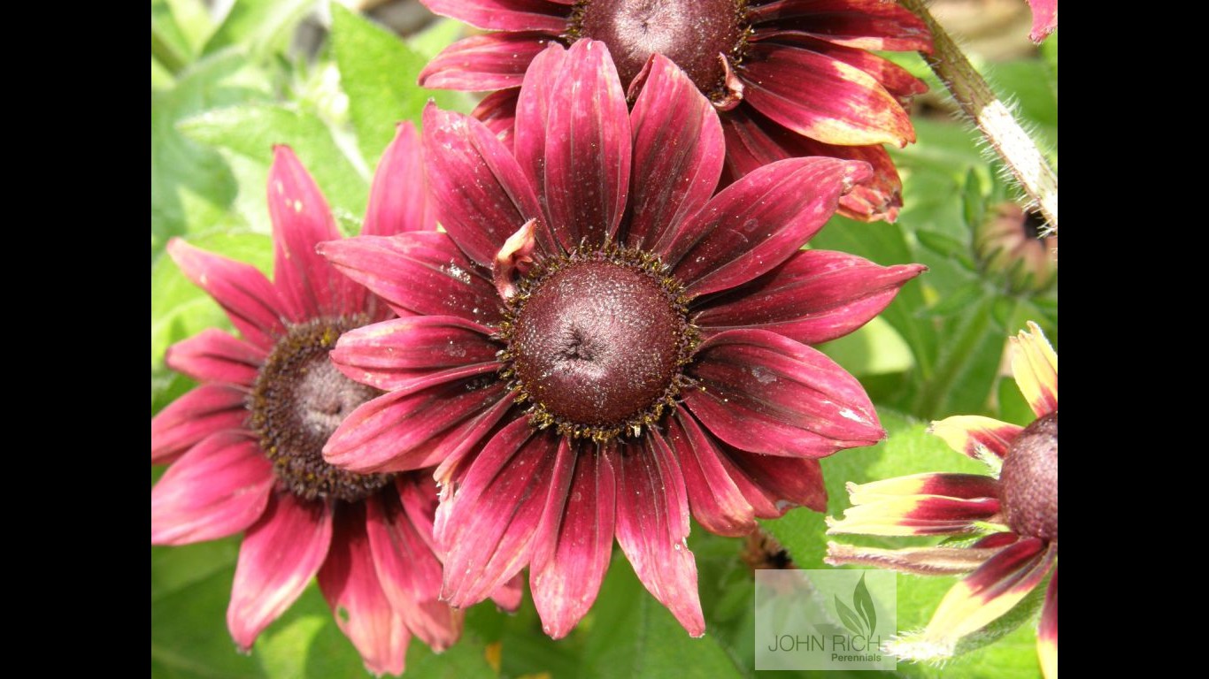 Rudbeckia hirta 'Cherry Brandy'