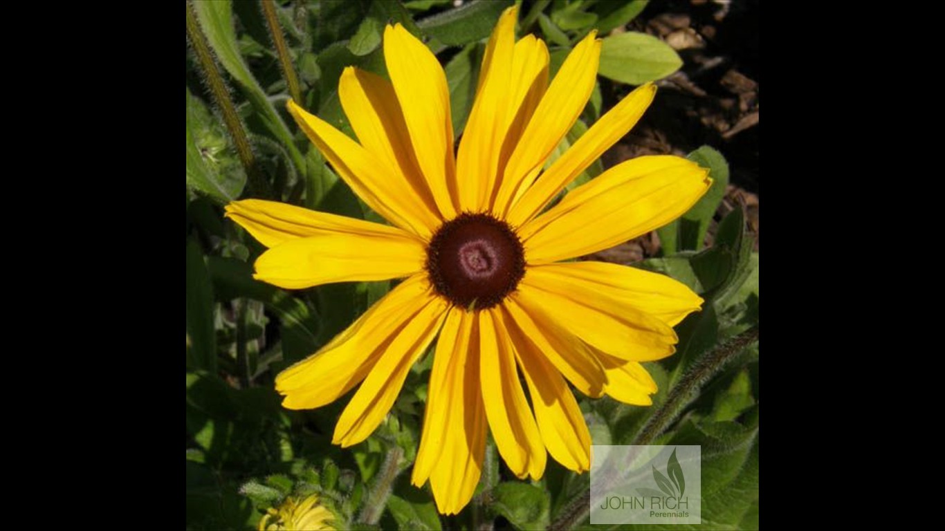 Rudbeckia hirta 'Indian Summer'