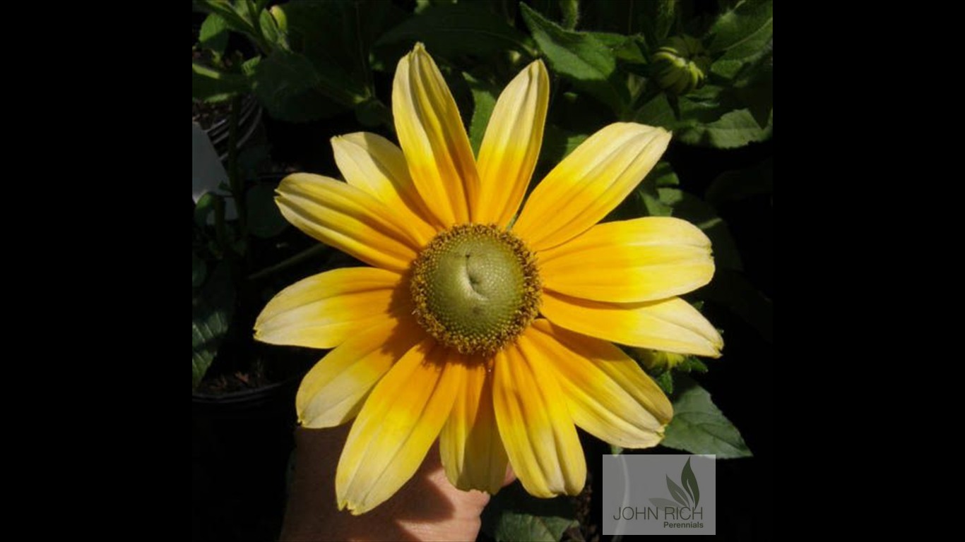 Rudbeckia hirta 'Prairie Sun'