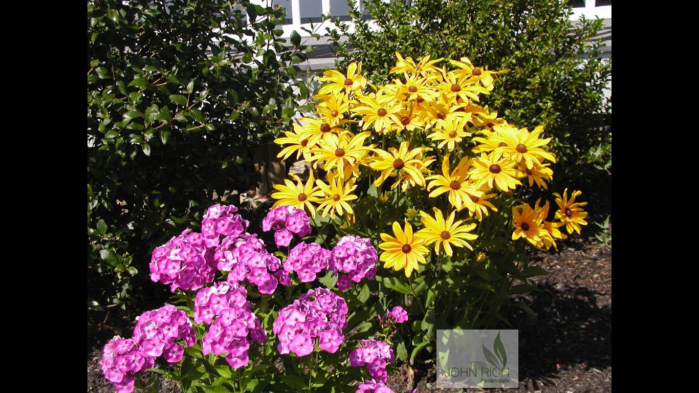 Rudbeckia hirta 'Indian Summer'