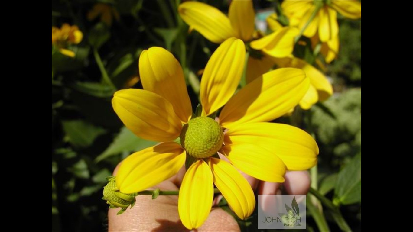 Rudbeckia nitida 'Herbstonne'