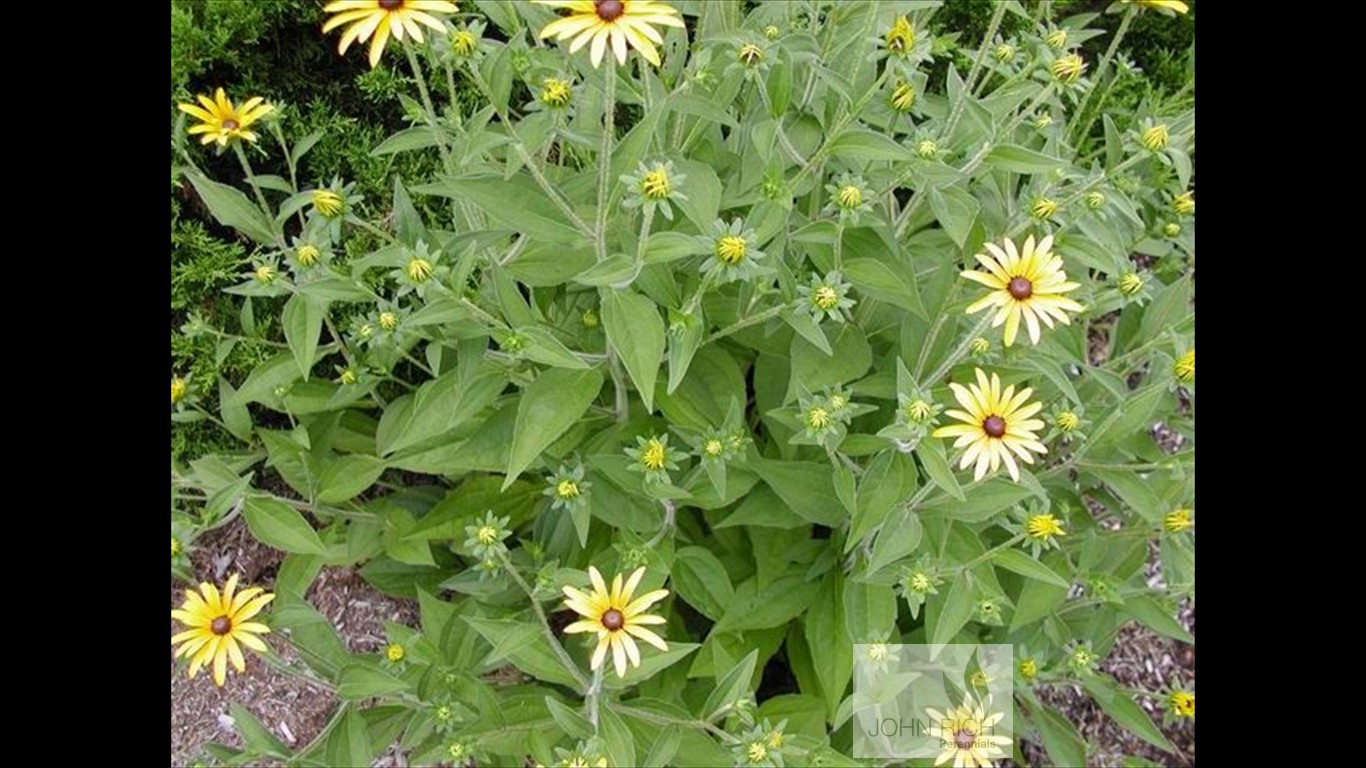 Rudbeckia subtomentosa