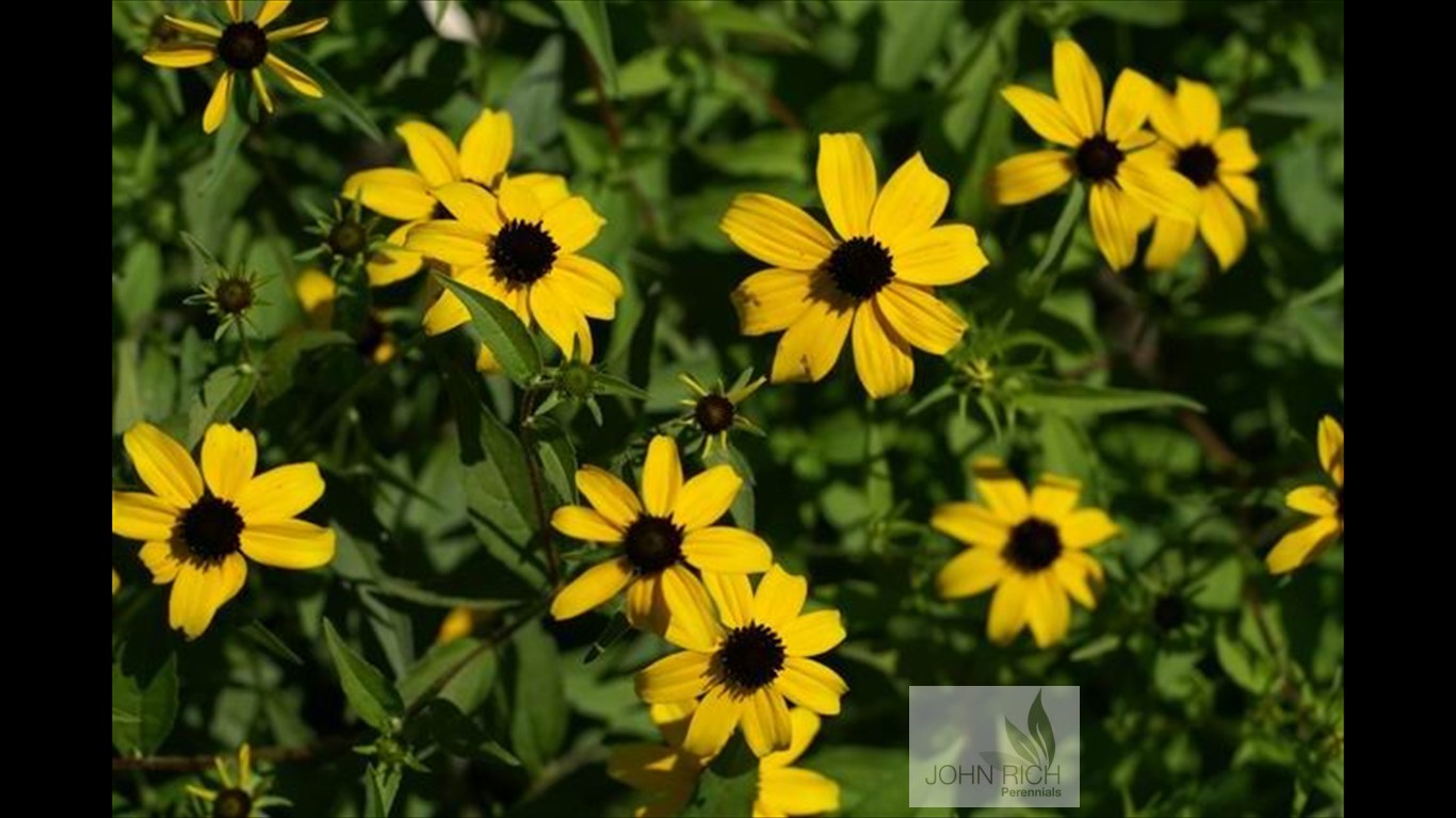 Rudbeckia triloba