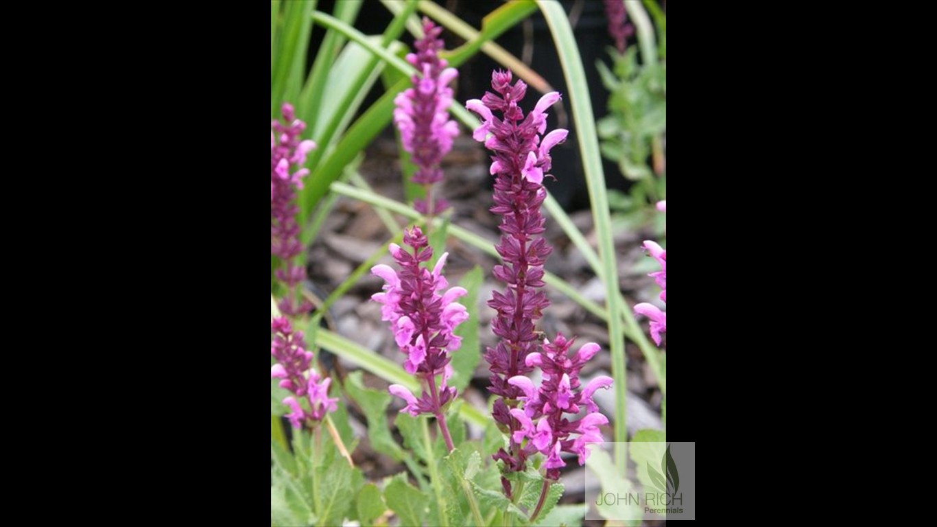 Salvia nemorosa 'Pink Freisland'