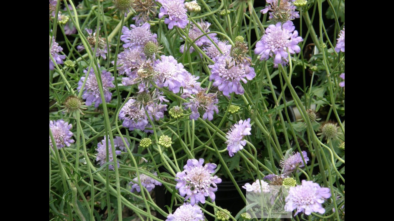 Scabiosa 'Butterfly Blue'