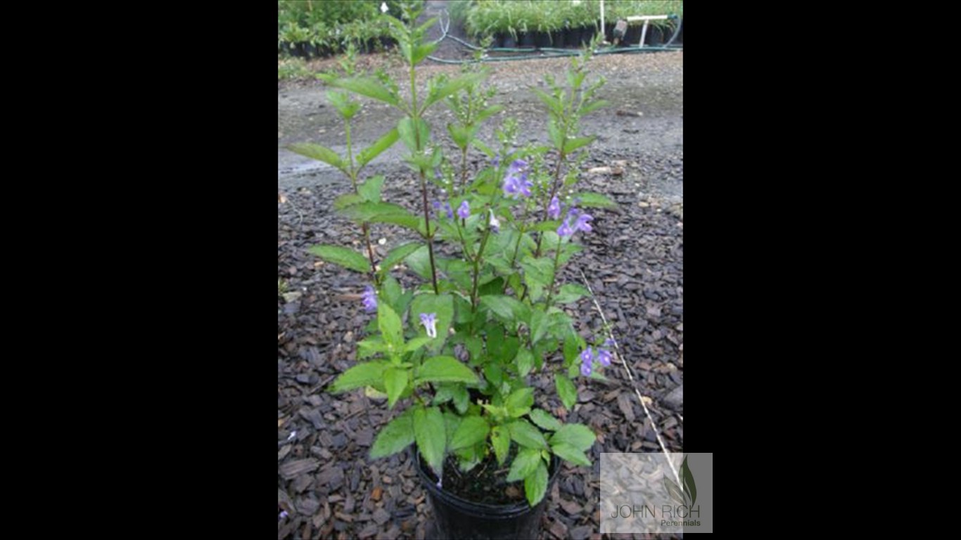 Scutellaria incana