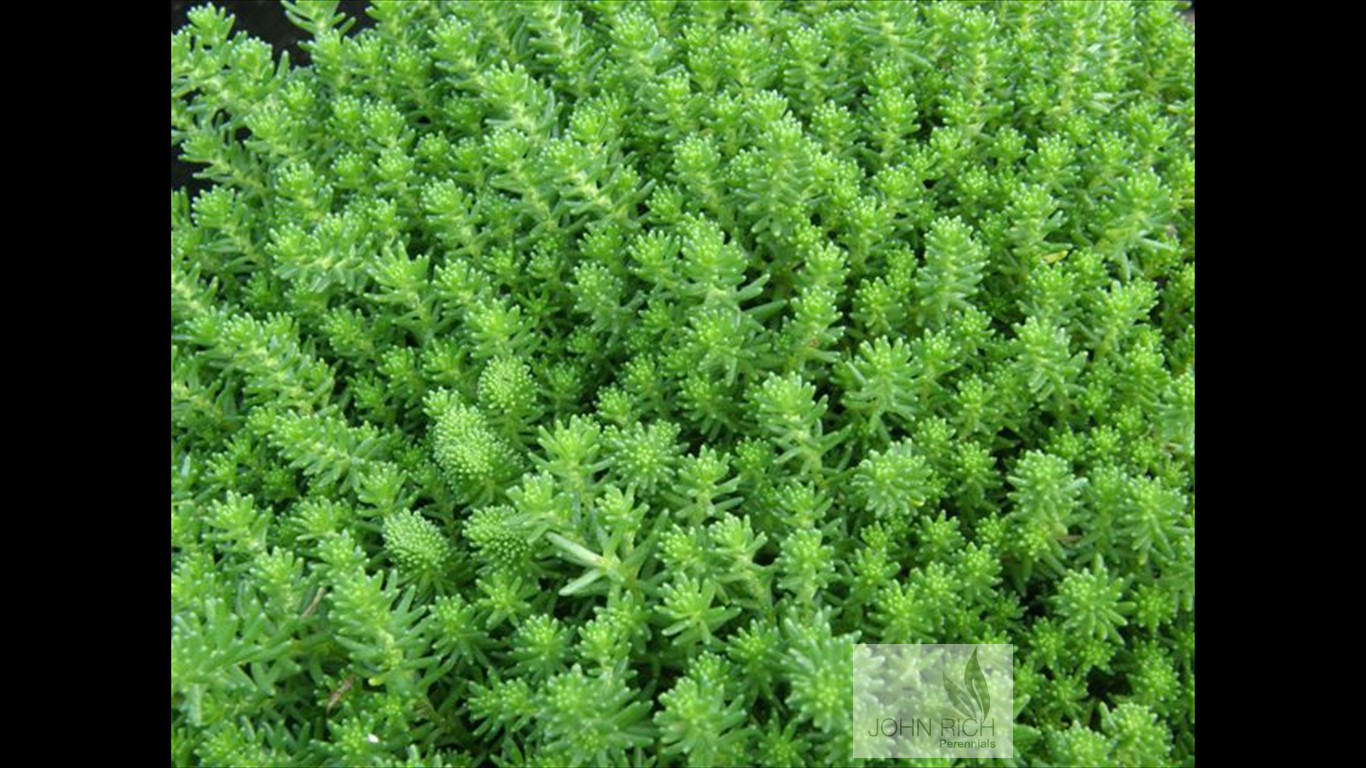 Sedum 'Acre'