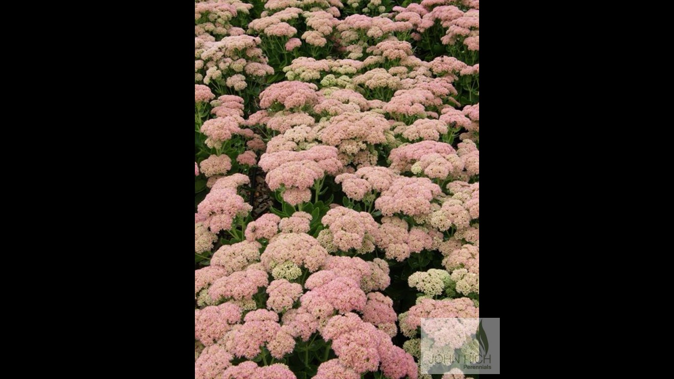 Sedum 'Autumn Joy'