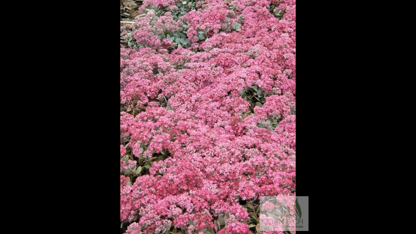 Sedum cauticola