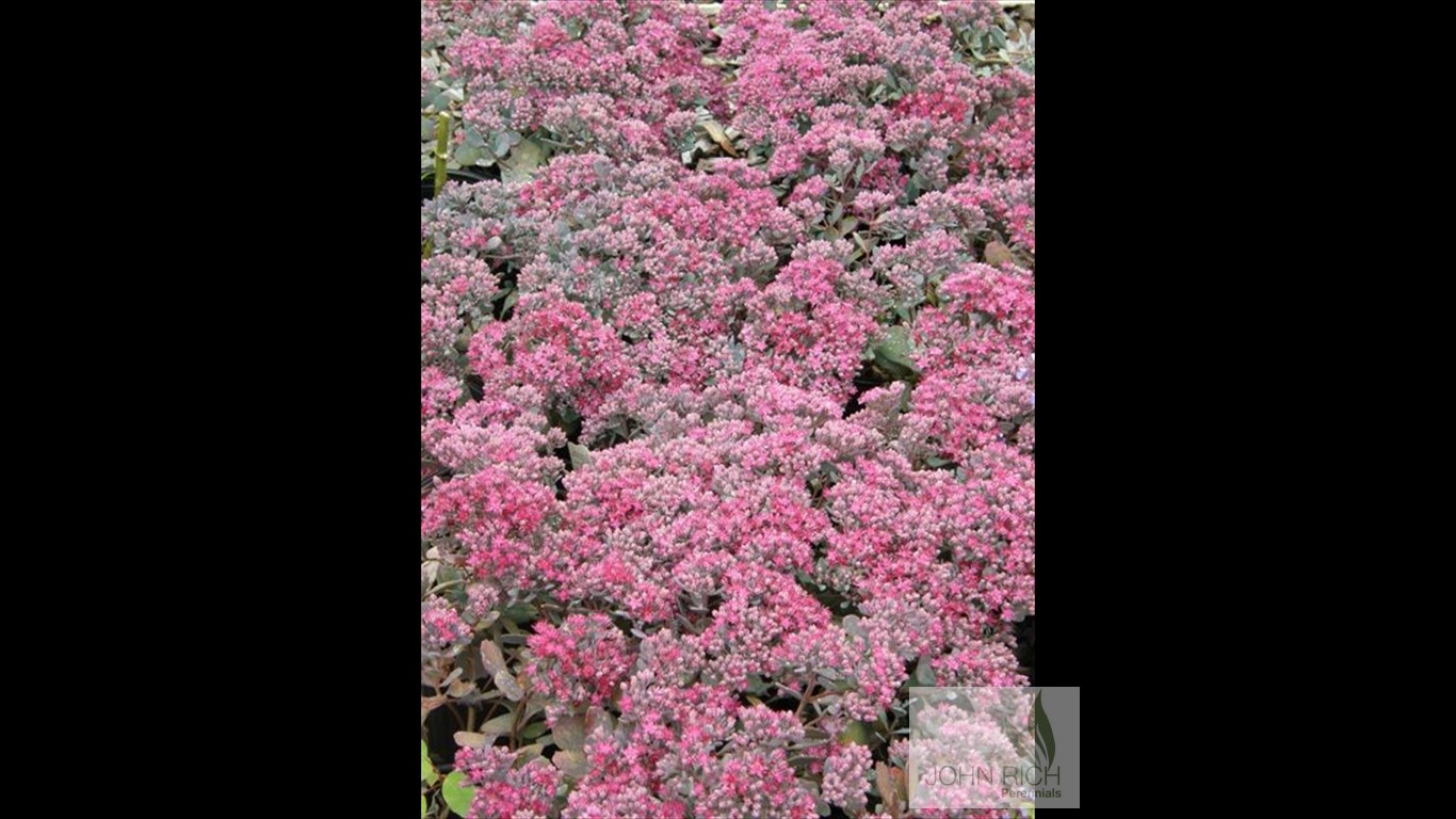 Sedum cauticola 'Lidakense'