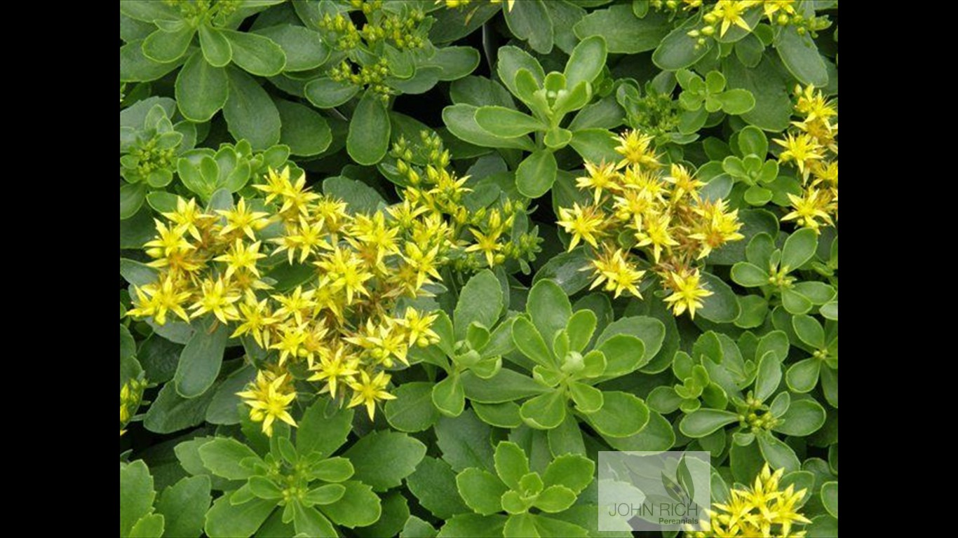 Sedum kamschaticum