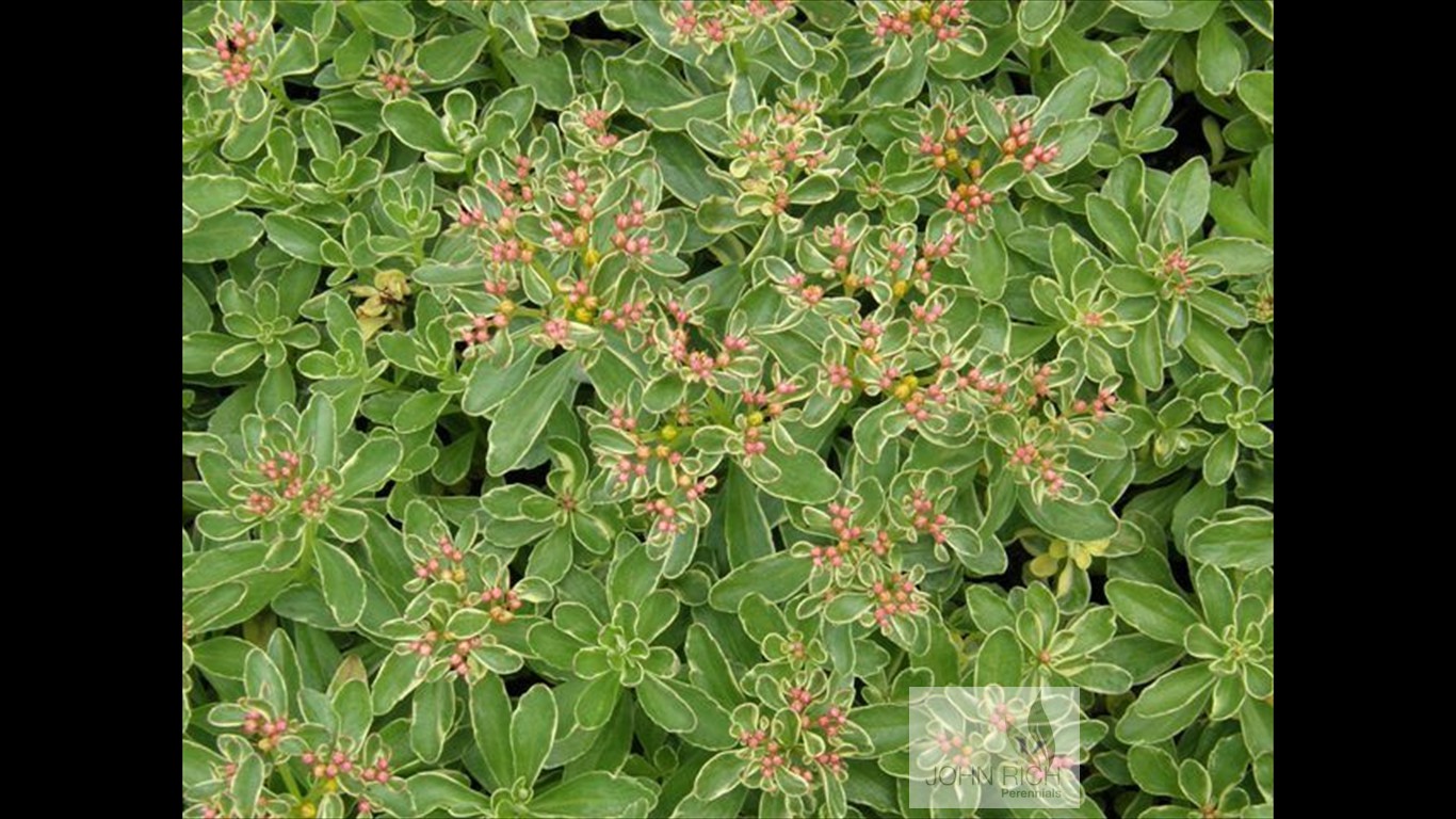 Sedum kamtschaticum 'Variegatum'